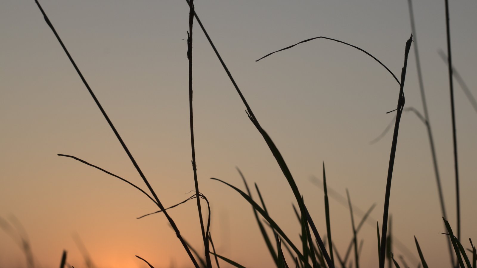 Riet achtergrond boerderijcoaching